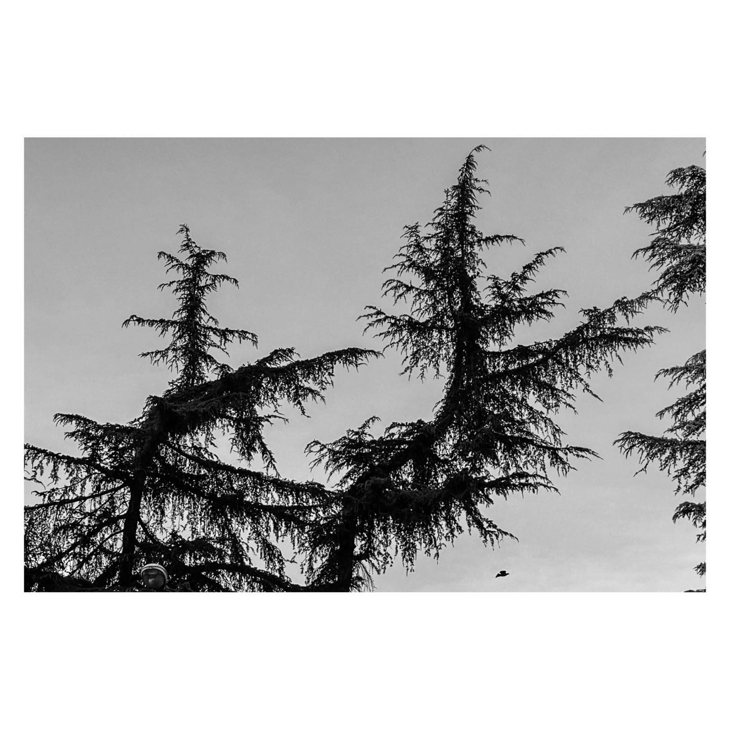 Paseante 003