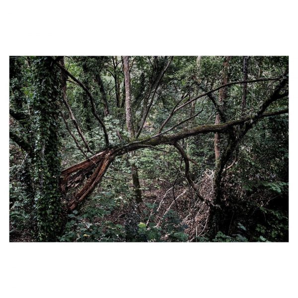 Paseante 024
