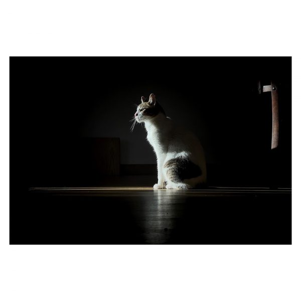Paseante 031