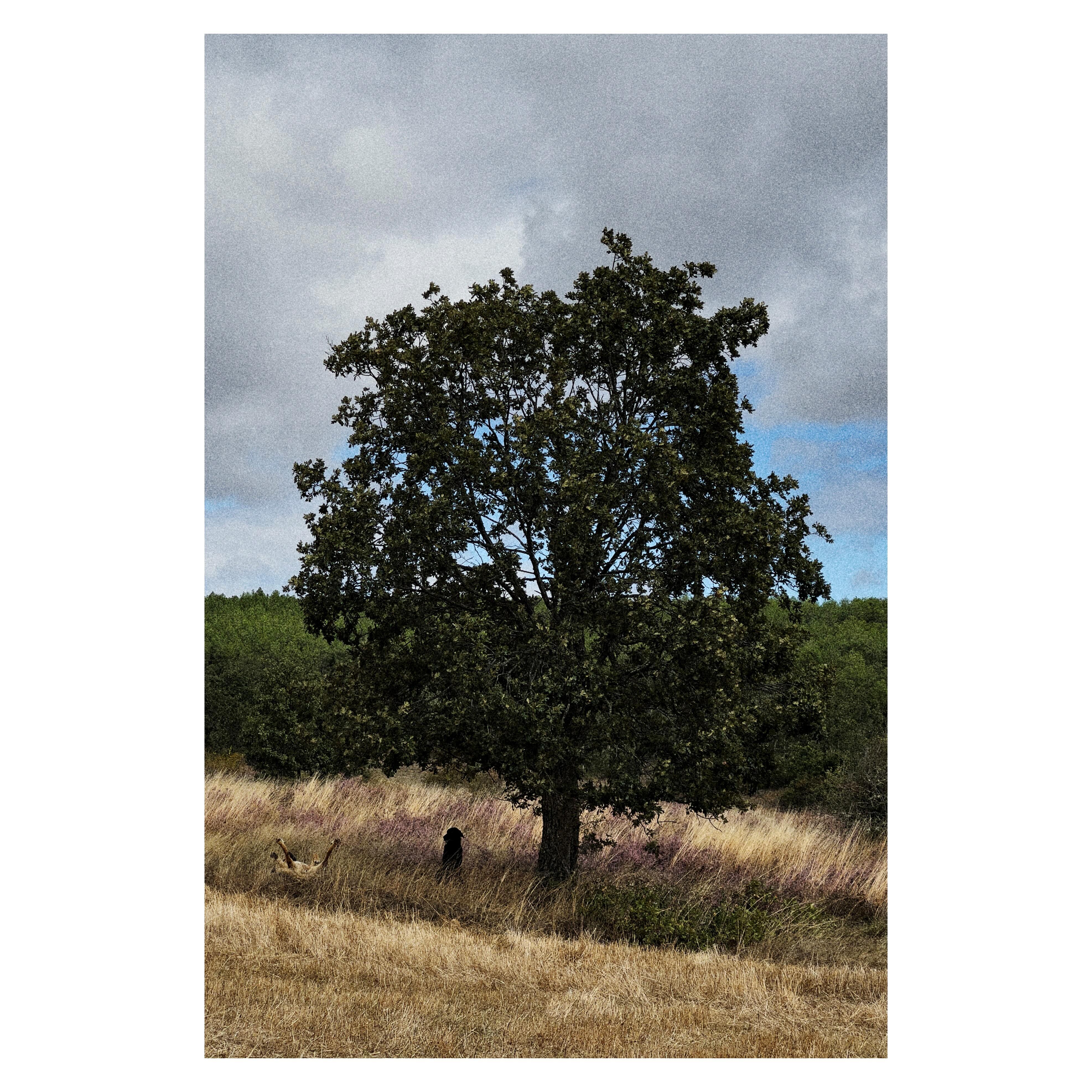 Paseante 054