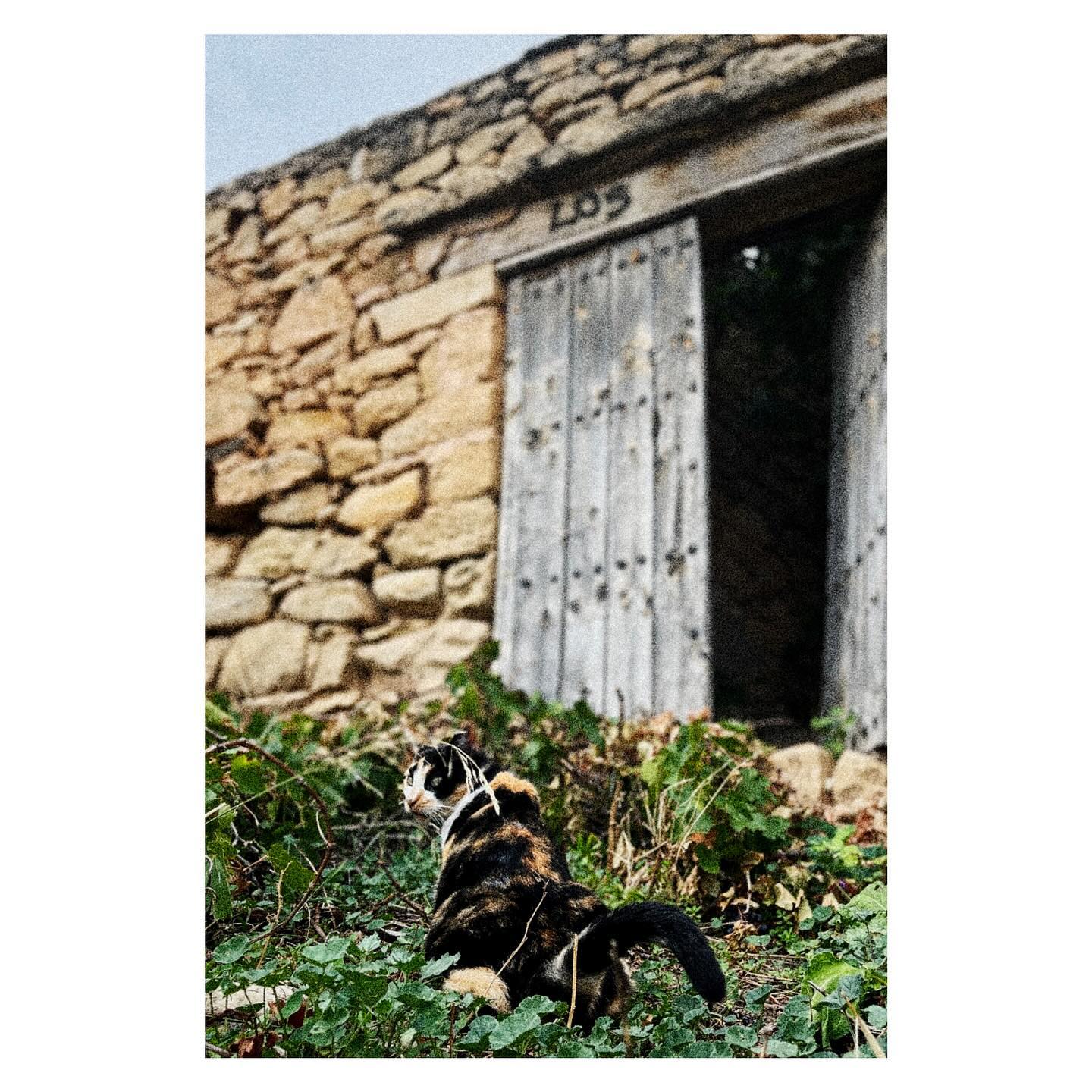 Paseante 065